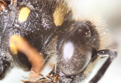 Eumenes sp.